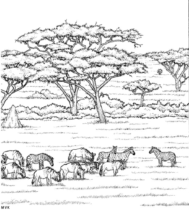 nature in africa008